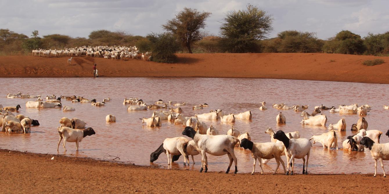 Goats drinking water from a borehole. Photo Credit: Benson Guantai Goats drinking water from a borehole. Photo Credit: Benson Guantai
